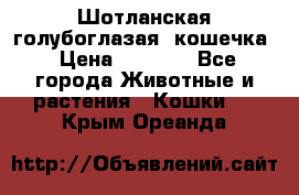 Шотланская голубоглазая  кошечка › Цена ­ 5 000 - Все города Животные и растения » Кошки   . Крым,Ореанда